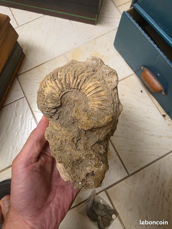 Ammonite fossile brute sur matrice – Cabinet de curiosités (image 1)