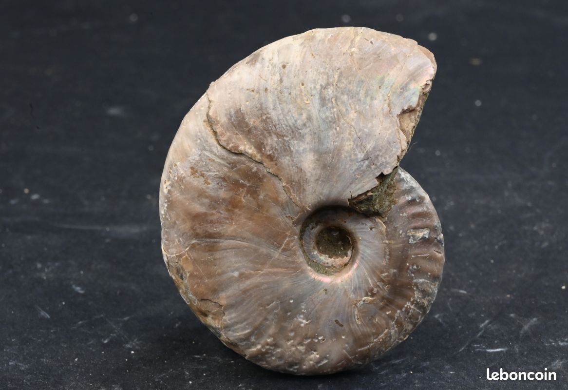 Ammonite nacrée du Madagascar et 55mm fossile collection opalisé (image 4)