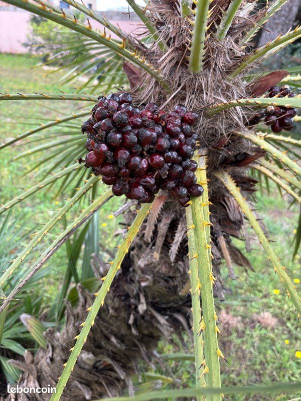 Graines de palmier Chamaerops Humilis (image 1)