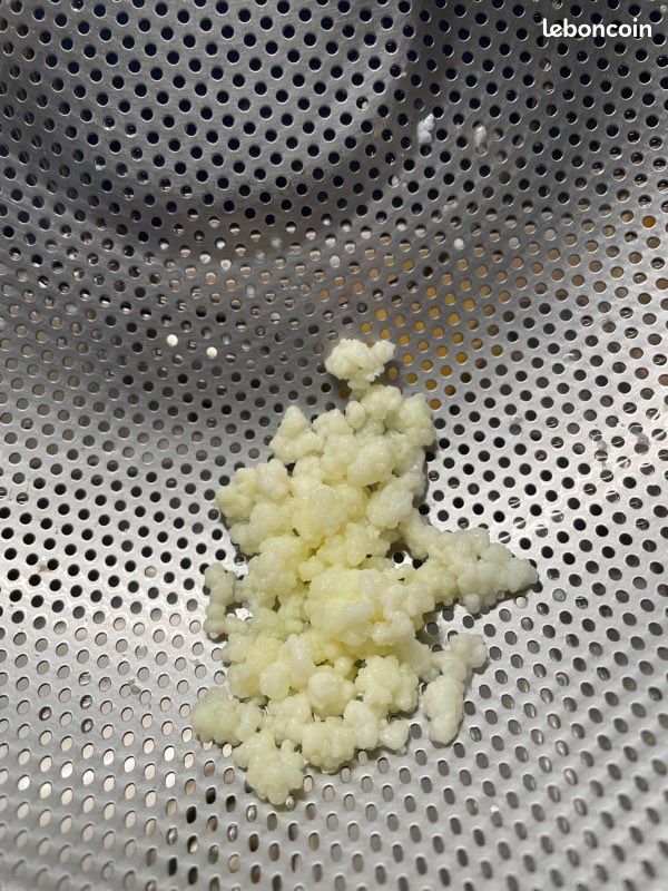 Kefir de lait (image 1)