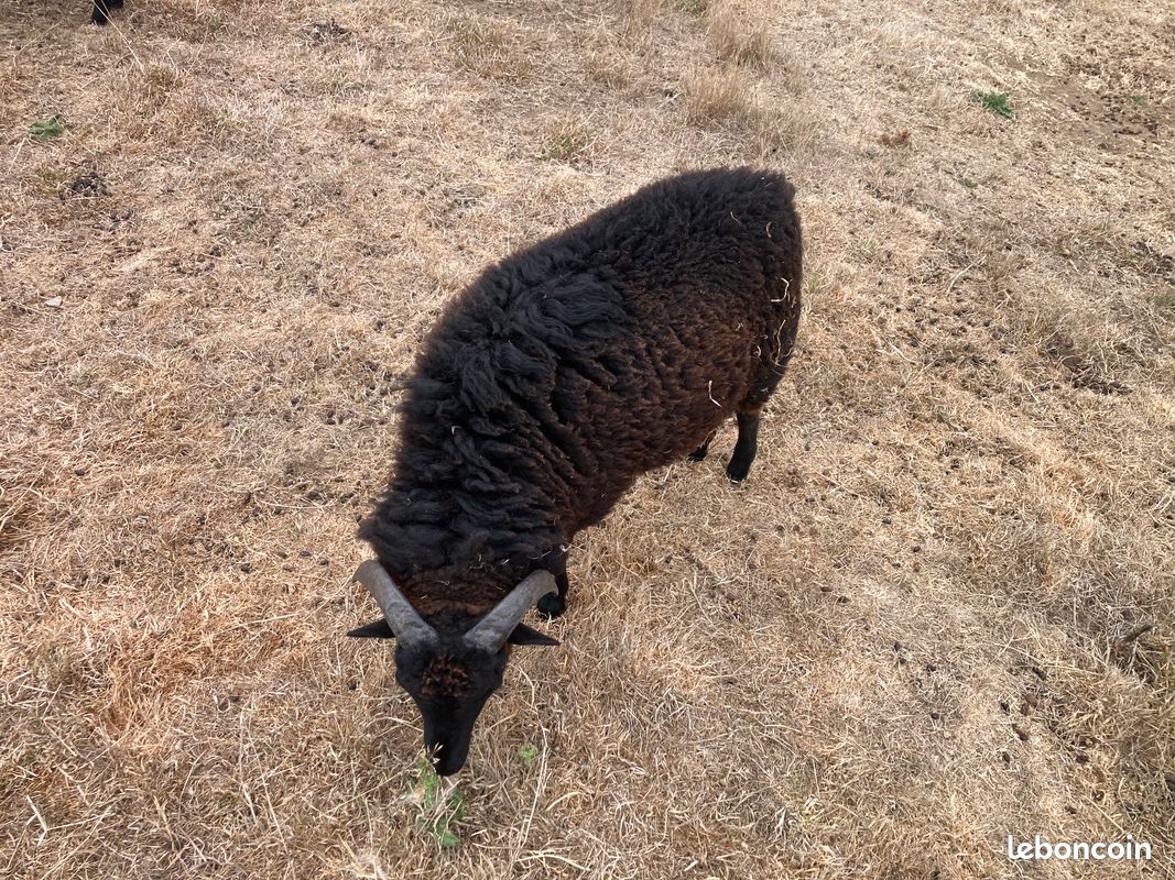 Mouton landes de Bretagne (image 2)