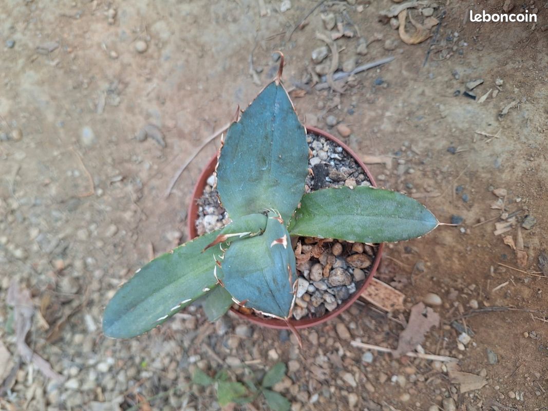 Agave titanota compacta (image 1)