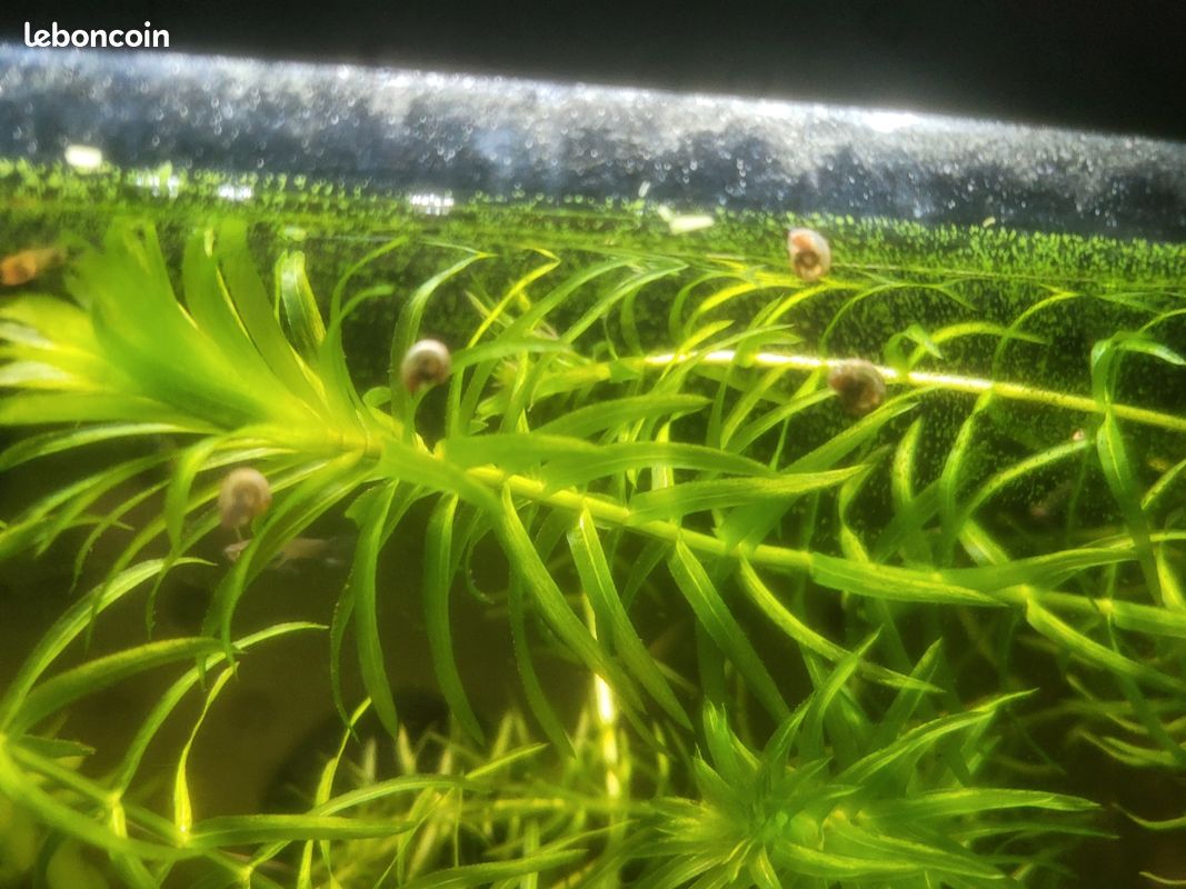 Aquarium plantes élodée (image 1)