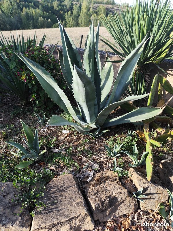 Agave 50 cm haut (image 2)