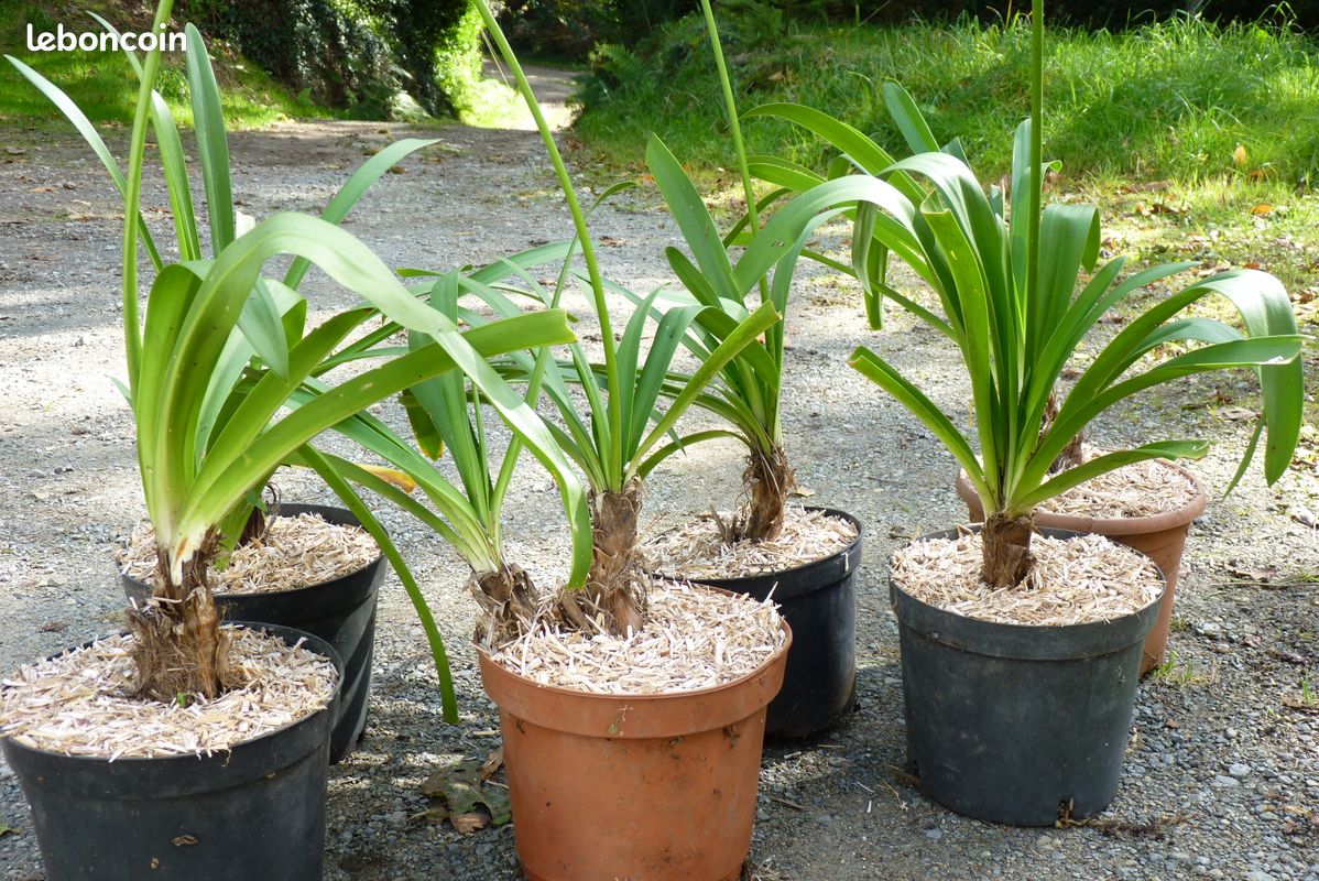 Plant agapanthe géante bleue/blanche– jardi44 (image 5)