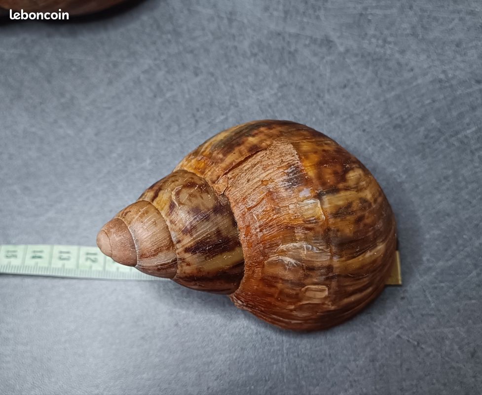 Grandes Coquilles D'escargots Terrestres XL - 2 à 2 3/4 Pouces - Déco