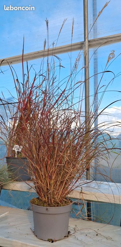 Miscanthus sinensis Red Chief en pot de 3 litres (image 2)