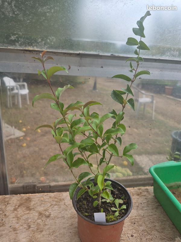 1 Plant troène du Japon (image 1)
