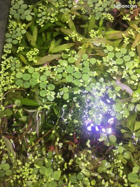 Plante flotante aquarium (image 1)