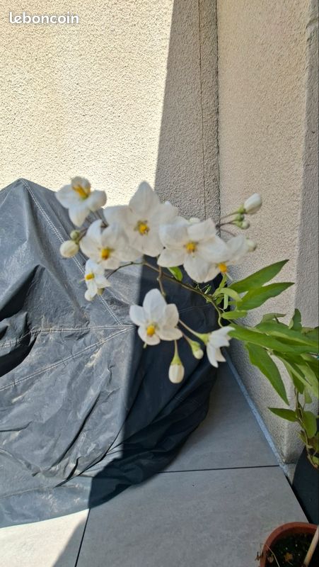 Solanum à fleurs de jasmin (image 3)