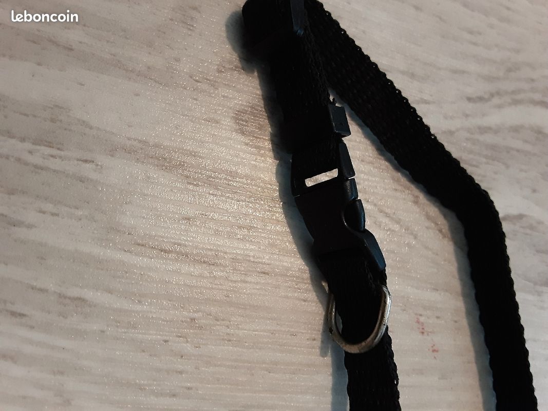 Collier noir chat ou petit chien (image 2)