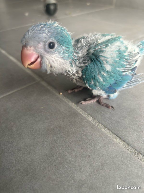 Bébé conure souris (image 1)