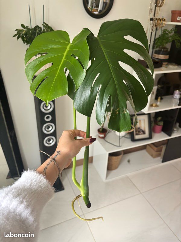 Bouture monstera deliciosa - Jardin & Plantes