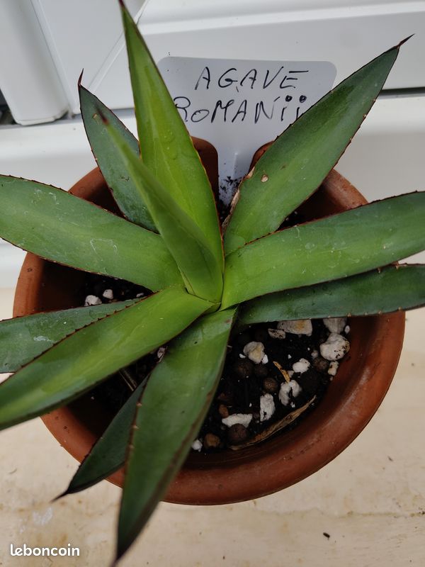 Agave Romanii - Jardin & Plantes