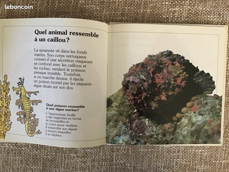 Des livres pour apprendre le monde des dinosaures ou les animaux qui se camouflent (image 6)
