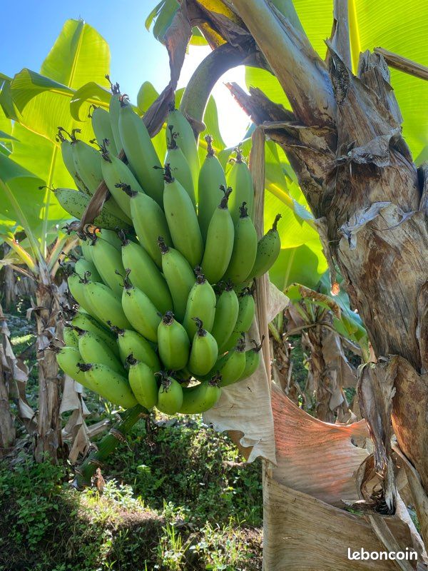 Régimes bananes vertes (image 2)
