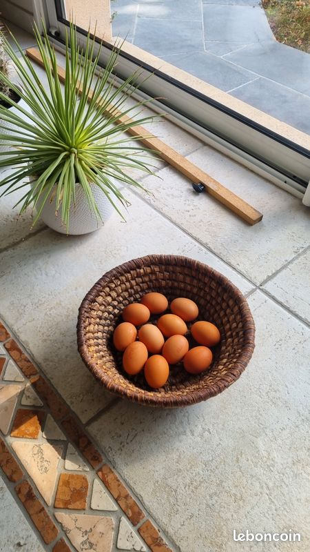 Panier ( à œufs ou autres ) (image 1)