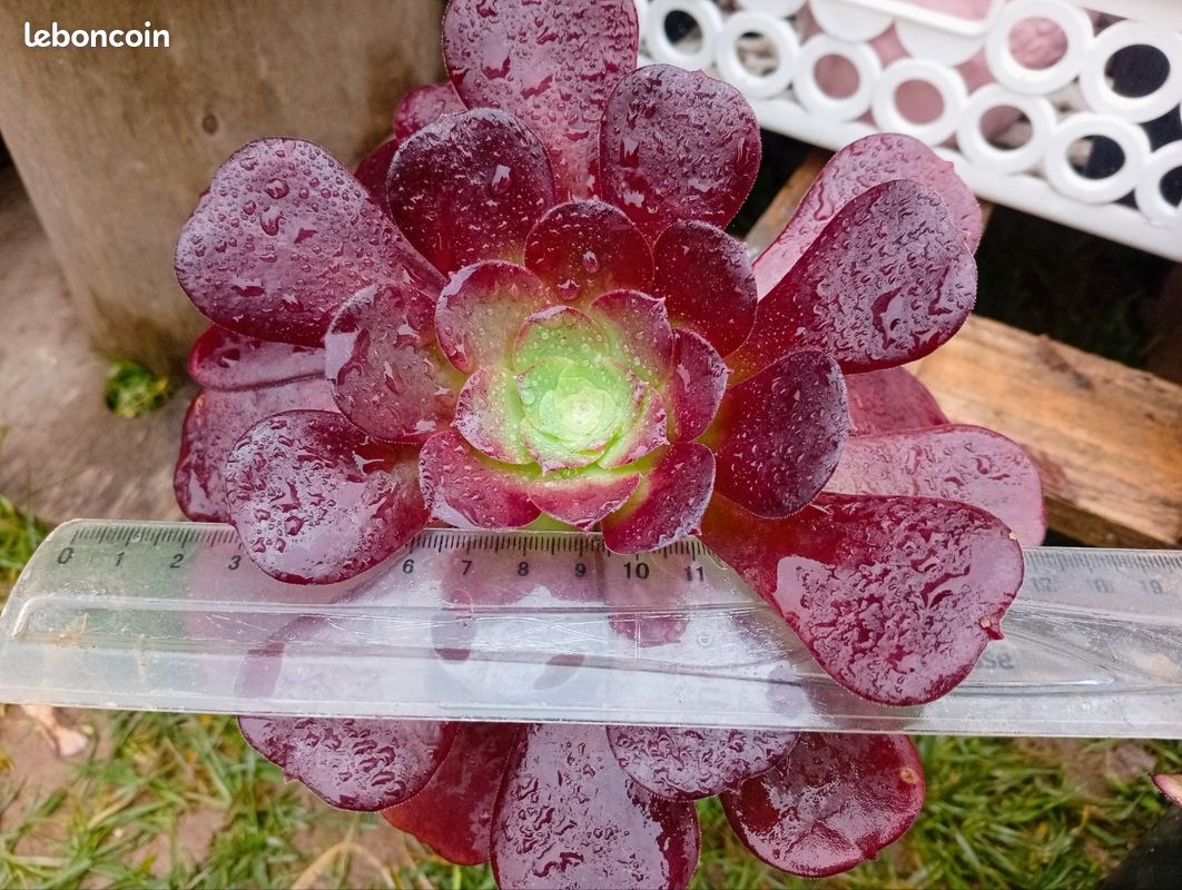 Aeonium Velour (image 2)