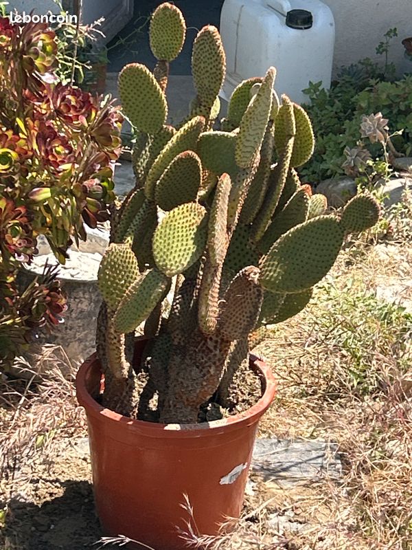 Cactus, plante grasse Opuntia microdasys rubra à raquettes OU cactus oreilles de lapin (image 12)