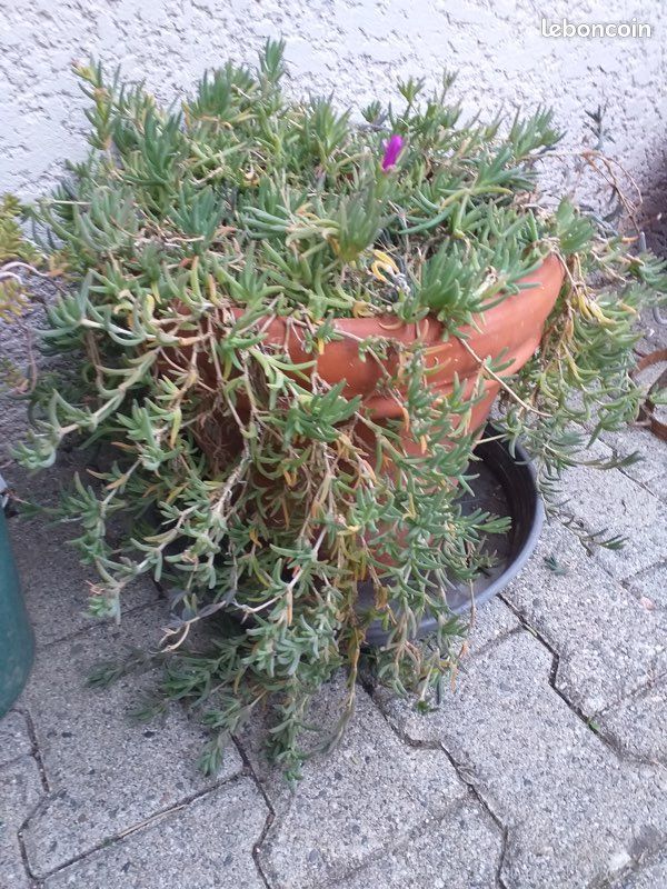 Plante extérieur à fleur violette (image 1)