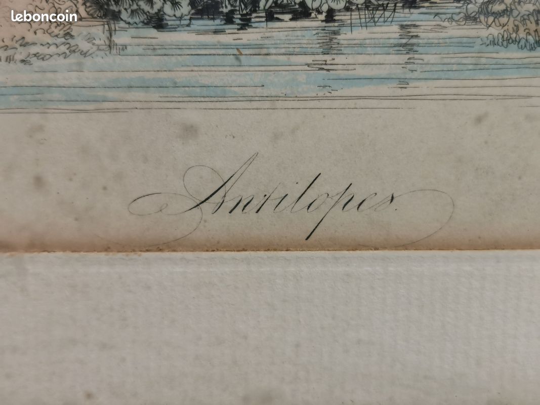 Ancienne Gravure animalière . ANTILOPE (image 4)