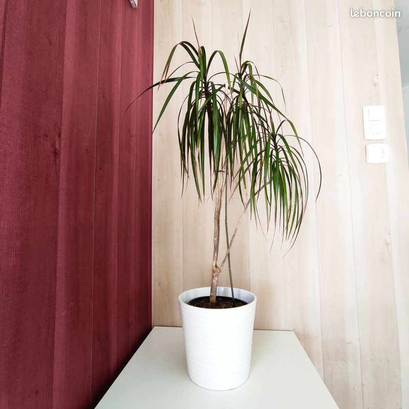 hanging plants faux Black Framed Roof Hanging Disc With Draping Faux Plants 15.5