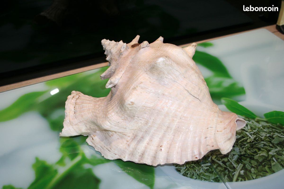 Gros coquillage ( Lambis) (image 2)