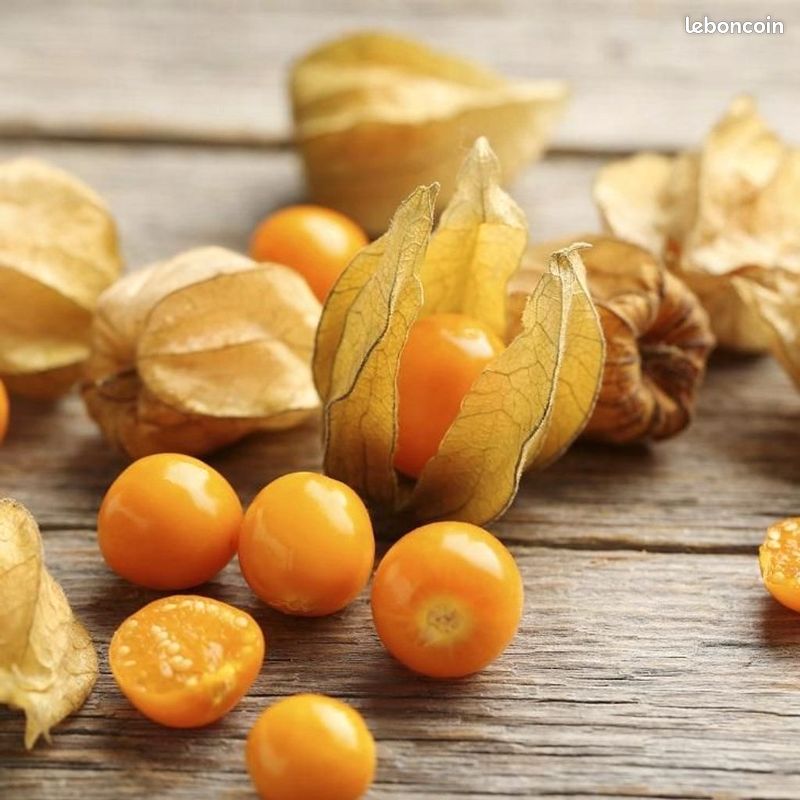 Physalis peruvianna (graines) (image 1)
