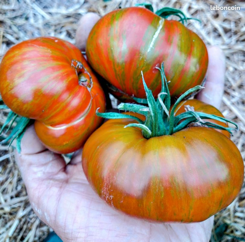 Graines de Tomates - reproductibles - Vert sera le Monde (image 9)
