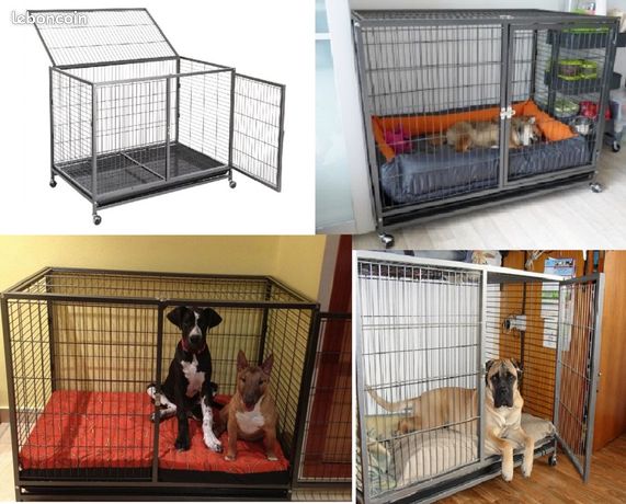 Animaux Chiot Chaton Laval Leboncoin Animaux Chiot Chaton Laval Leboncoin