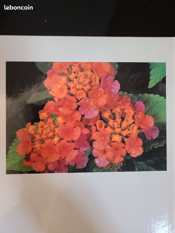 Beau livre : Fleurs sauvages. A. Cleave (image 2)