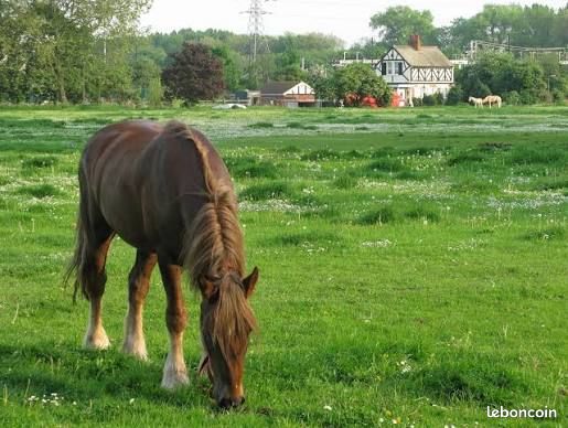Recherche pâture pour chevaux · à Saint-Félicien · 10 000 €