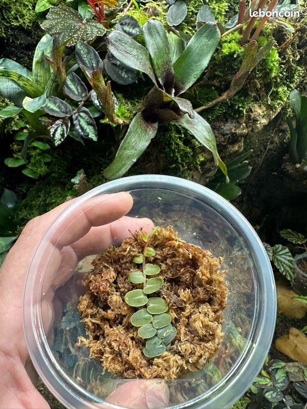Marcgravia umbellata - Liane terrarium / paludarium (image 3)