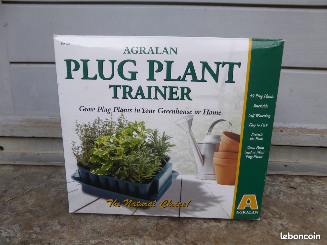 christmas box plant Sarcococca Humilis (Christmas Box) 17cm Pot. – Richard's Plants main image 1