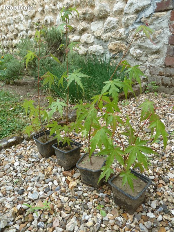Plant d'érable du Japon / 35-40 cm / 10 euros l'unité (image 1)