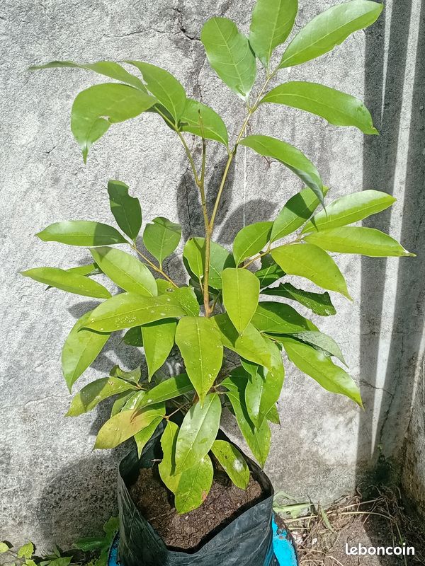 Arbres fruitiers (image 1)