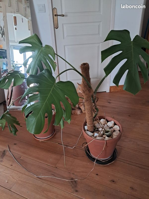 Monstera deliciosa (image 1)