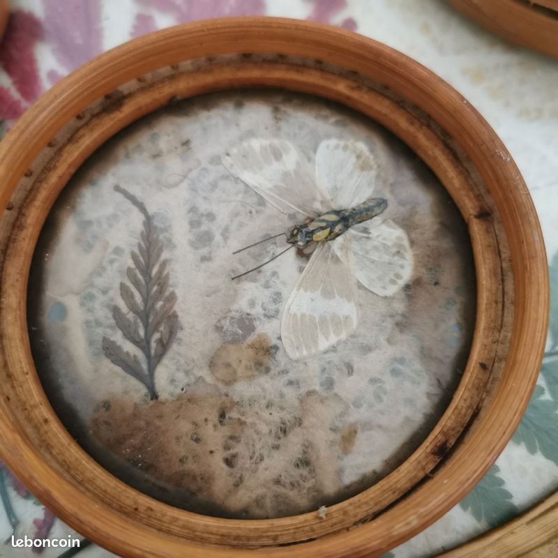 Plateau en rotin. Papillons. 4 sous verres (image 6)