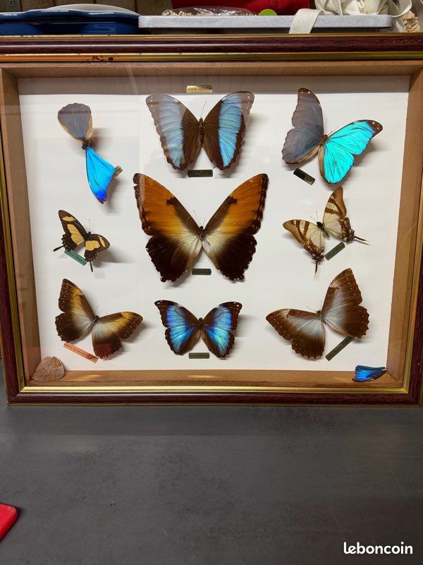 Cadre papillon provenance Guyane française (image 1)