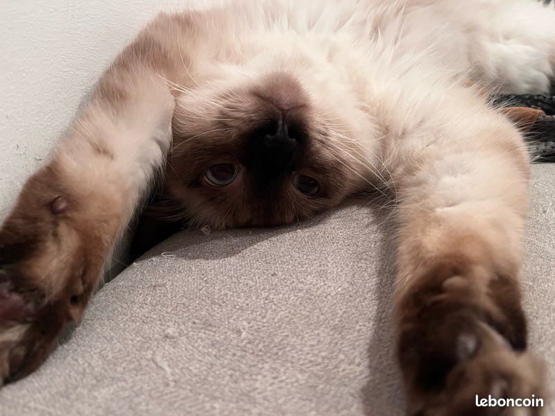Saillie chat siamois sacré de Birmanie (image 2)