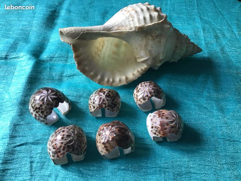 Ensemble coquillages (image 2)