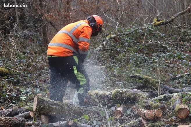 Cherche parcelles de bois à nettoyer (image 1)