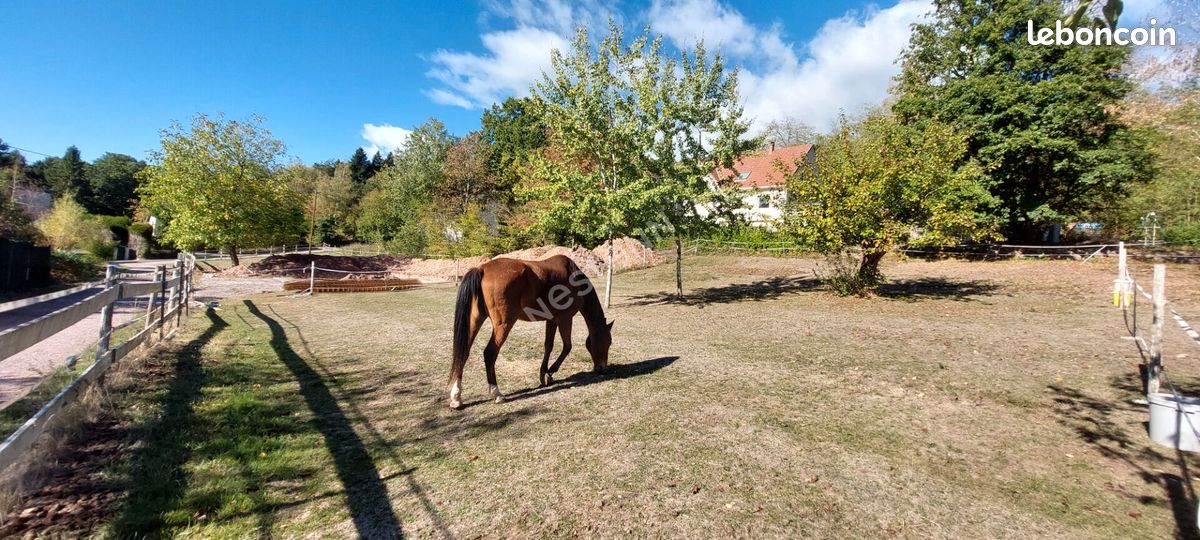 Terrain 803 m² · à Lutzelhouse · 803 m² · 168 000 €