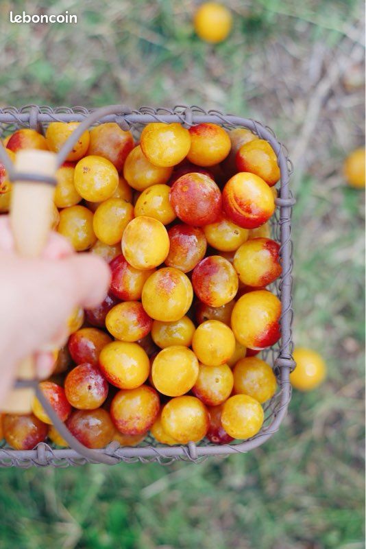 Mirabelles du jardin (image 1)