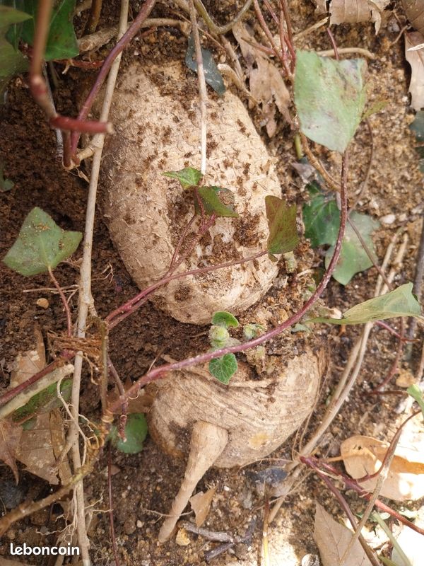Échange au jardin (image 4)