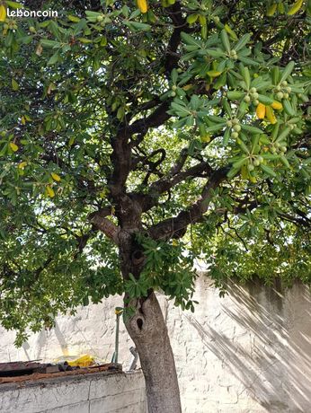 MARSEILLE 11e – LA POMME – MAISON INDIVIDUELLE AVEC JARDIN ET FORT POTENTIEL — 16
