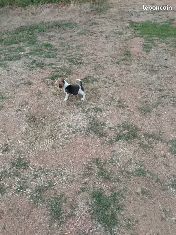 Chiot beagle (image 5)