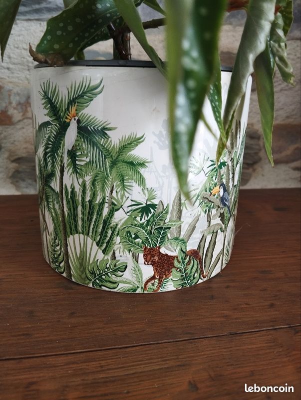 Plante intérieur bégonia bambou (image 4)