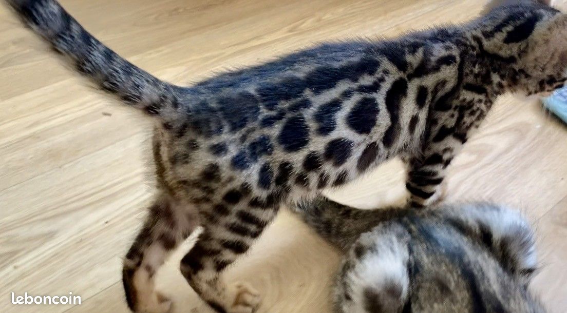 Magnifiques chatons bengals (image 2)