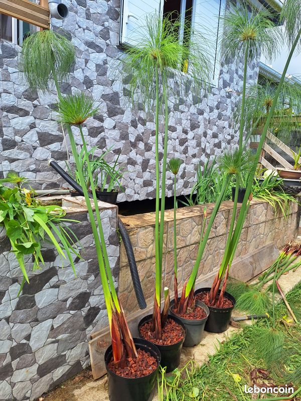 Plant de Papyrus Géant aquatique pour bassin poisson (image 2)